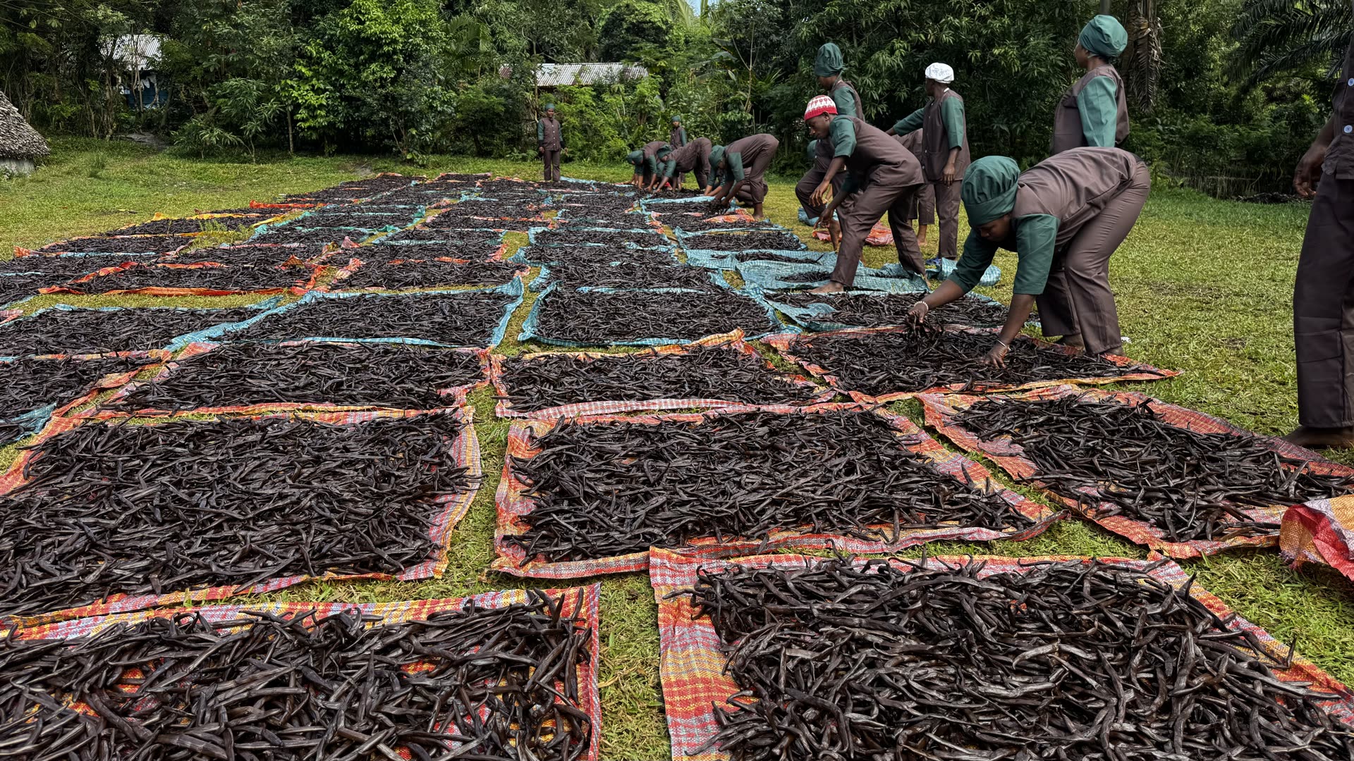 Vanilla beans drying on woven mats in the sun