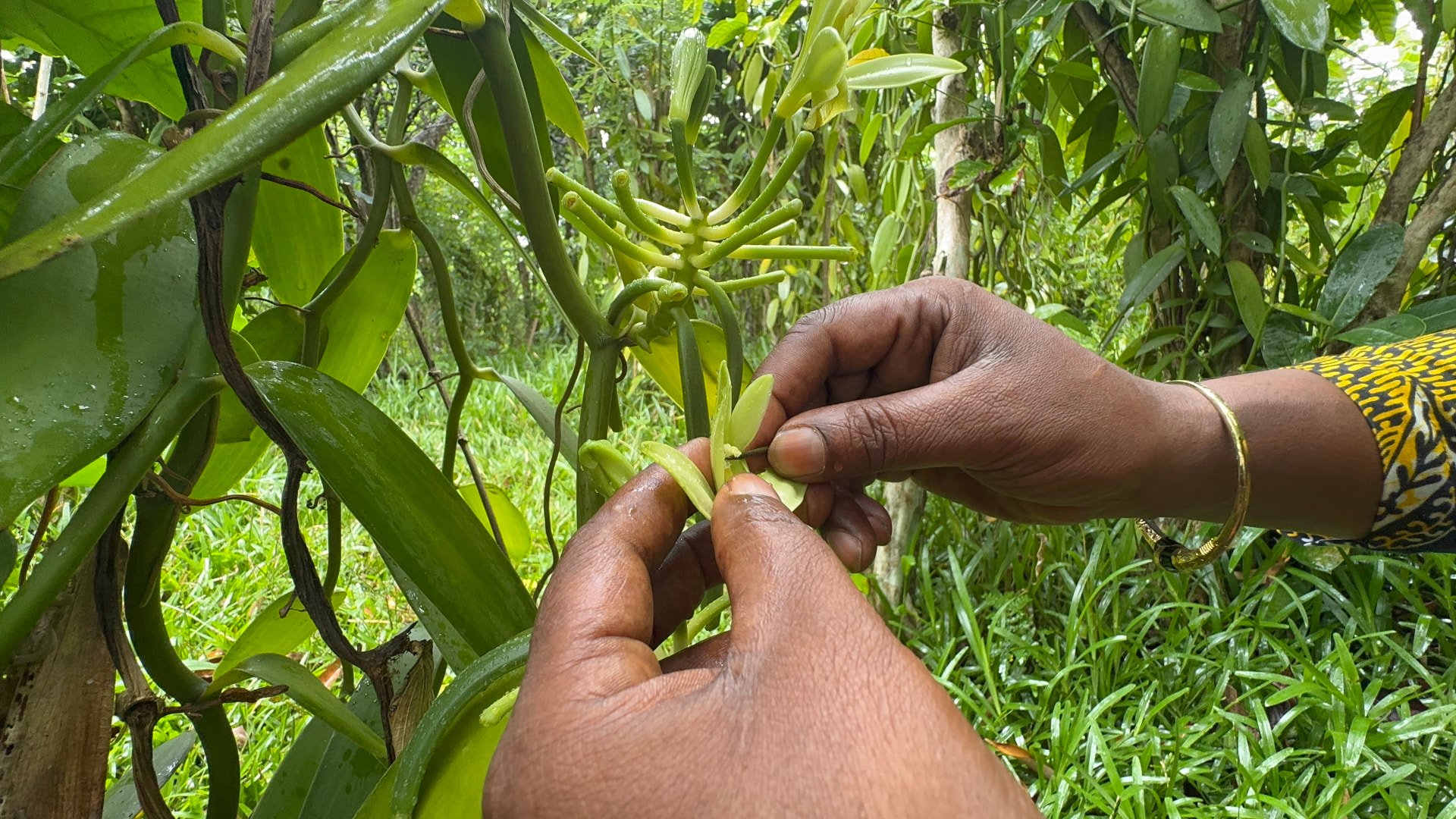 Hand-pollinating a vanilla orchid flower in Madagascar