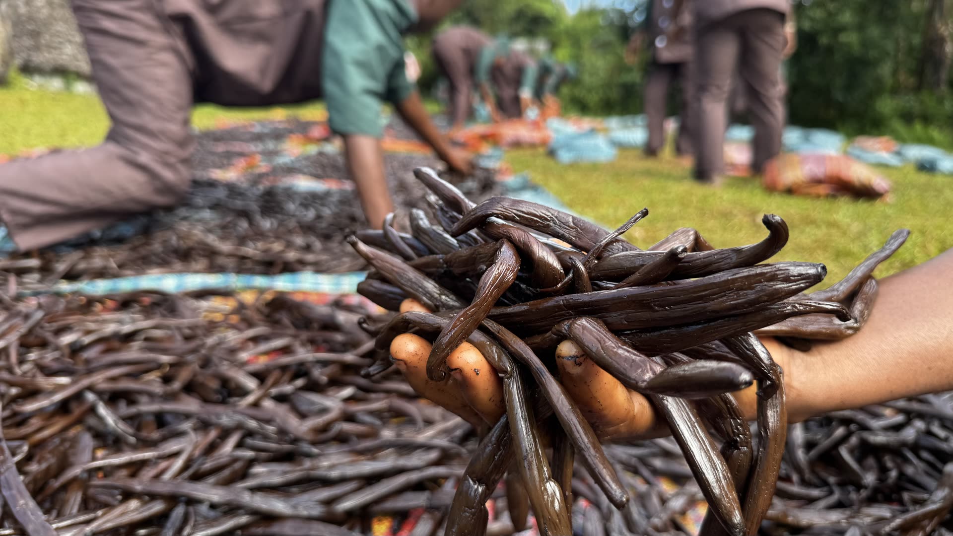 A handful of cured black vanilla beans held above drying mats