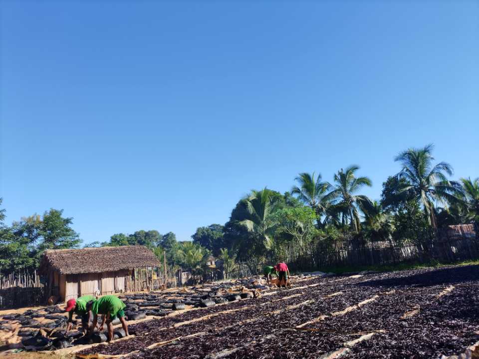 Farmers spreading vanilla beans on drying mats in the SAVA region