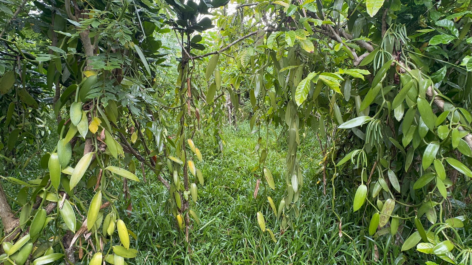 Vanilla vines growing under the shade of a plantation in the SAVA region