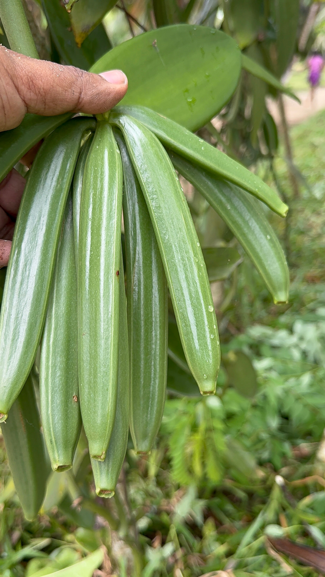 Green vanilla pods hanging from the vine, held by a farmer